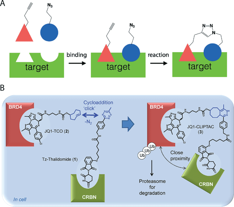 Orthogonal Bioconjugation Techniques, Methods, Tips And Tricks