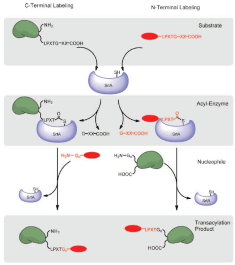 Methods For Enzymatic Bioconjugation - Step By Step