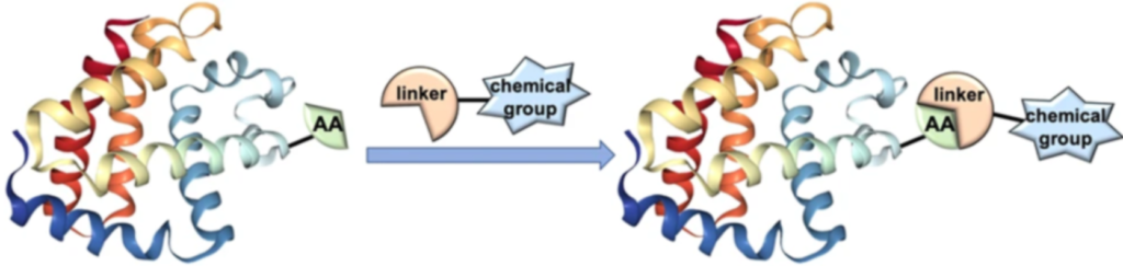 Simple Electrochemical Bioconjugation Protocols & Applications