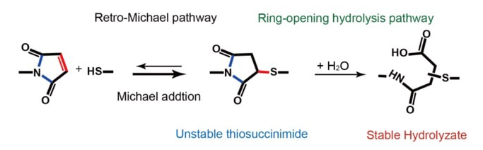 Bioconjugation in Water - Simple Protocols, Applications, & Challenges