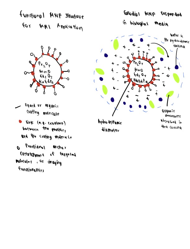 Challenging to synthesize, MNPs are still present in many applications, like as a function of MRI applications.