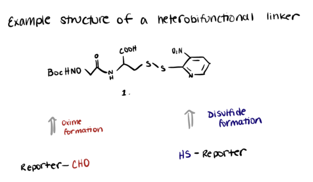 Bioconjugation Linkers: A Detailed Guide With Tips And Tricks