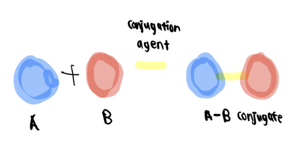 Bioconjugation characterization is used to optimize the structure and function of the conjugate by changing the initial reaction.