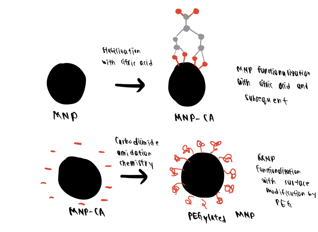 Coating MNPs with PEG is important for improving properties of MNPs.