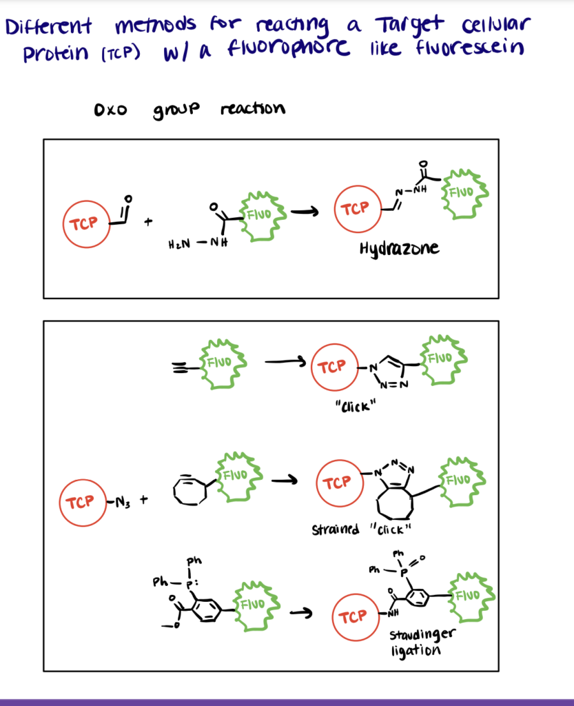 Different methods for reacting a target cellular protein with a fluorophore like fluorescein