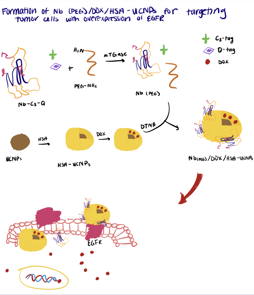 The low molecular weight and lack of constant Fc regions limits the therapeutic potential of nanobodies but PEGylation of nanobodies could lessen these limitations.