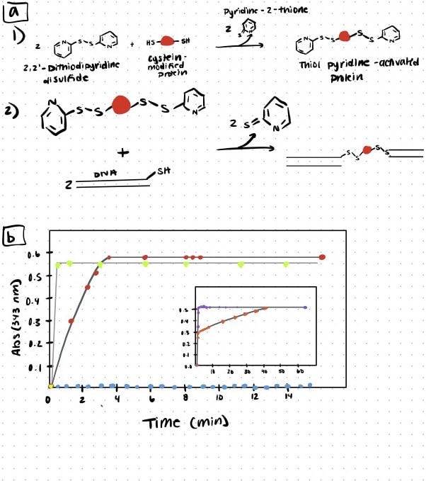 Site-specific attachment of DNA handles to protein molecules