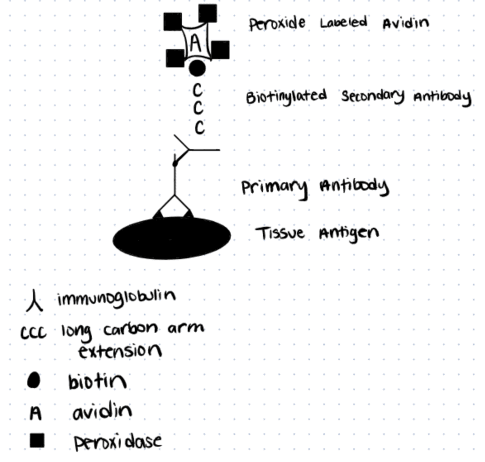 Methods For Biotinylation & Making A Biotin Conjugate With Streptavidin