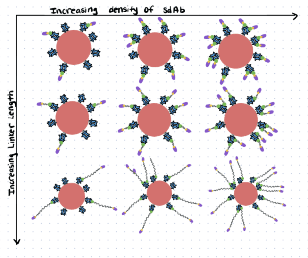 Conjugating quantum dots with antibodies for detecting EGFR positive cells