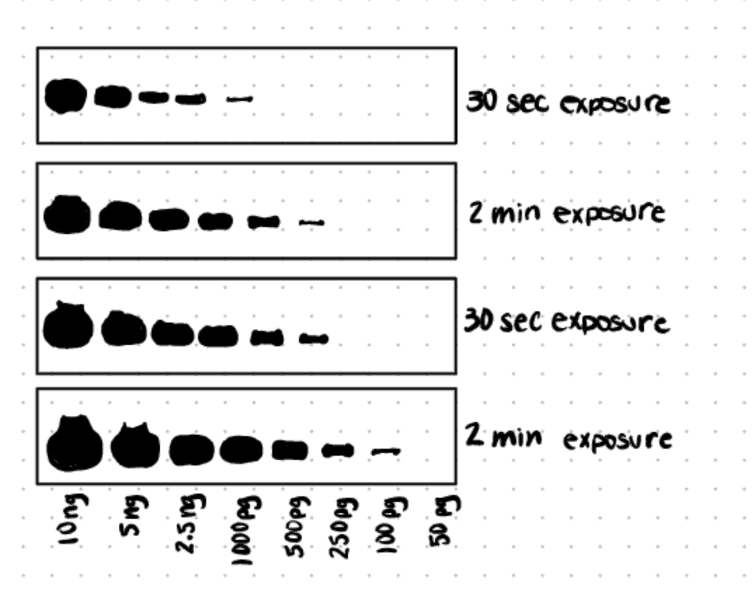 Western Blot Exposure Time And Detection Protocols And Techniques