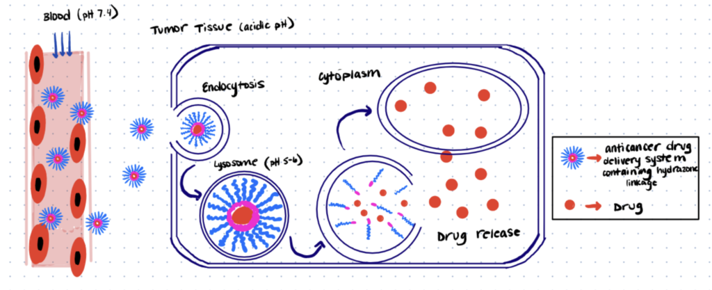 Delivery of anticancer drug to tumor tissue, through pH controlled release using hydrazine biconjugate system