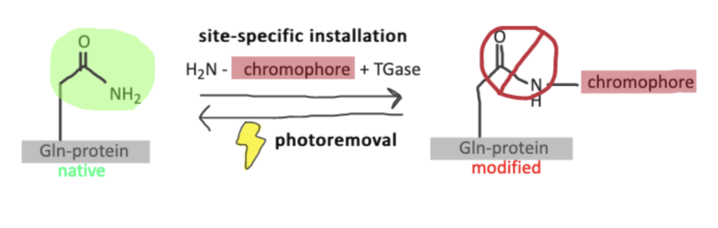 Transglutaminase Bioconjugation Chemistry & Protocols